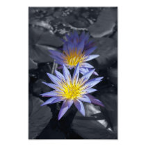 Farbschlüssel Wasser-Lilien-Foto-Druck