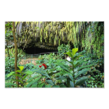 Farn-Grotte, Kauai Fotodruck