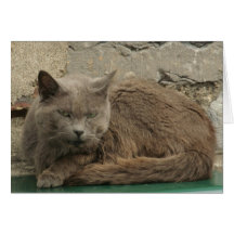 Faule Katze Karte