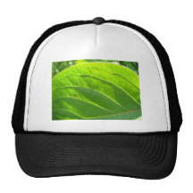 Feuille verte, Blattrippen joli Casquettes De Camionneur