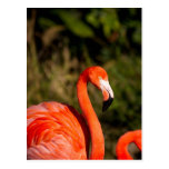 Flamingo Postkarten