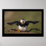 Flattern-Papageientaucher Posterdruck