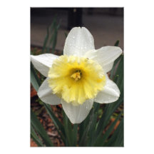 Fleur 1 photographie d’art