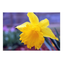Fleur 6 photos d’art