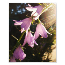 fleur 8x10 pourpre dans le rayon de Sun Photos D’art