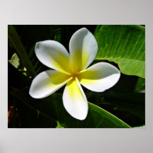 Fleur blanche et jaune de Frangipani Affiche