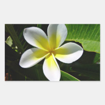 Fleur blanche et jaune de Frangipani Autocollants