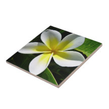 Fleur blanche et jaune de Frangipani Carreau