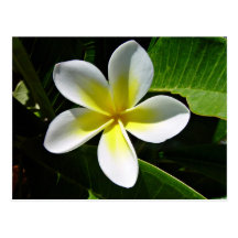 Fleur blanche et jaune de Frangipani Carte Postale