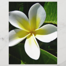 Fleur blanche et jaune de Frangipani Prospectus En Couleur