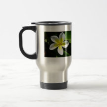 Fleur blanche et jaune de Frangipani Tasse À Café