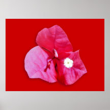 Fleur de bouganvillée posters