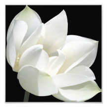 Fleur de floraison  tirage photo