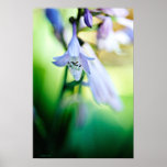 Fleur de Hosta Posters