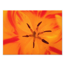 Fleur orange 2 impression photo