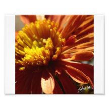 Fleur orange photo d’art