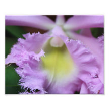 Fleur pourpre impression photographique