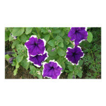 fleur pourpre photo sur toile