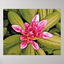 Fleur rayonnante de montagne posters