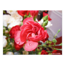 fleur rose avec des gouttelettes d'eau photo d’art