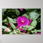 Fleur rose d'Achimenes "Paul Arnold" (fleur magiqu Posters