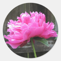 Fleur rose de pivoine autocollants