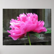 Fleur rose de pivoine affiche