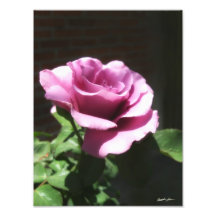 Fleur rose photos sur toile