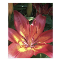 Fleur rouge impression photographique