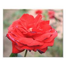 Fleur rouge impressions photographiques