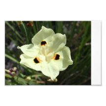 Fleur sauvage photos sur toile