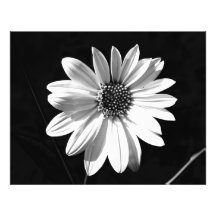 fleur  tirage photo