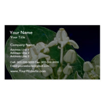 fleurs blanches de fleur de couronne (gigantea de  carte de visite