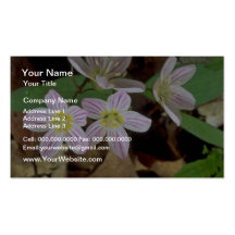 fleurs blanches de Hepatica Modèle De Carte De Visite