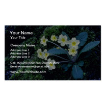 fleurs blanches de primevère cartes de visite professionnelles