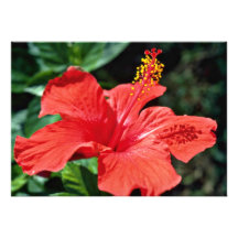 Fleurs de ketmie cartons d'invitation