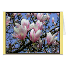 Fleurs de soulangeana de la magnolia X Cartes De Vœux