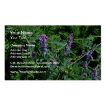 Fleurs de vesce de vache à lavande (vicia Cracca) Carte De Visite