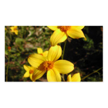 Fleurs jaunes ensoleillées. Bidens. Carte De Visite