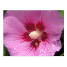 Fleurs roses carte postale