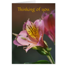 Fleurs roses et signification de lis d'Inca Cartes De Vœux