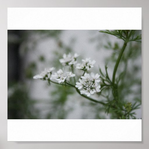 Floraison Posters