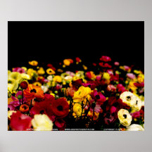 Floralscape/JSKCA001 Plakat