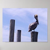 Florida-Vogel-Druck Plakatdruck