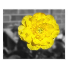 FlowerIV - fleur jaune sur l'arrière - plan gris Impression Photographique