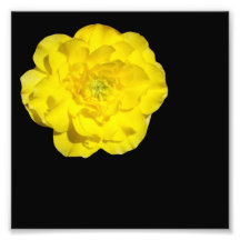 FlowerIV - fleur jaune sur l'arrière - plan noir Tirage Photo