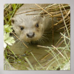 Fluss-Otter-Lebensraum-Plakat