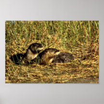 Fluss-Otter Plakate