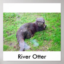 Fluss-Otter Plakat