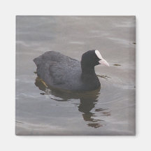 Foulque maroule magnets pour réfrigérateur
